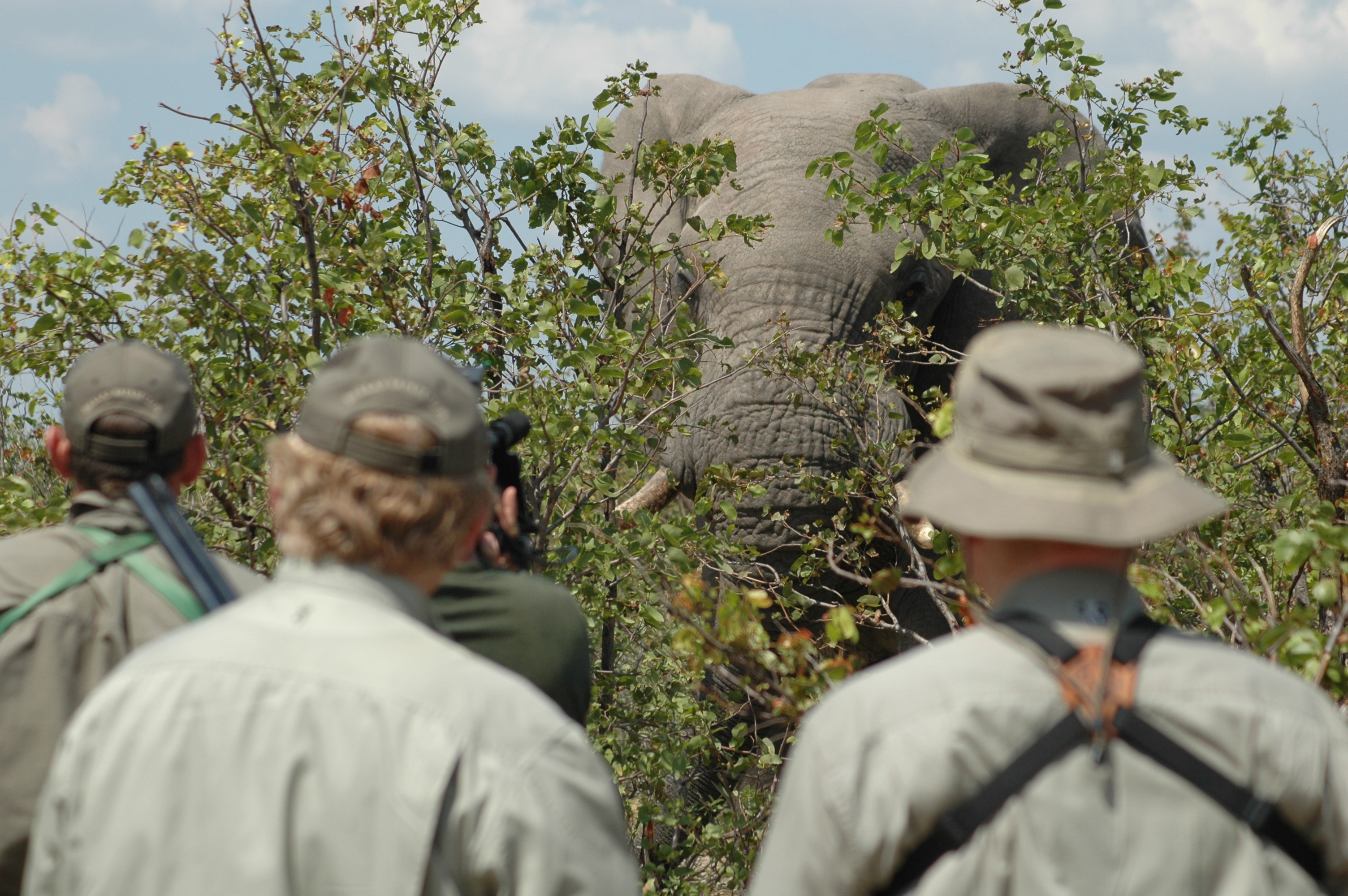 Elephants are almost always encountered—and taken—at extremely close range. Magnifying scopes aren’t needed, and Boddington believes they are dangerous in this application because of the potential “tunnel vision” effect.